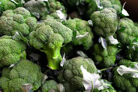 Background of lots of fresh broccoli. Stock Photos