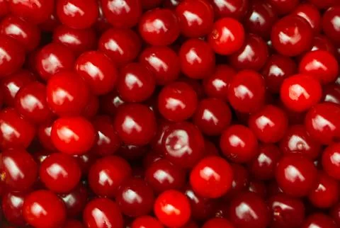 Background with lots of sour cherries Stock Photos