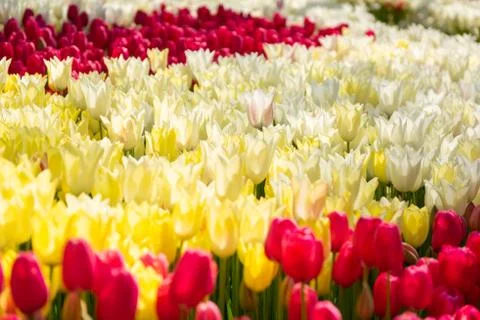 Background Lots of tulips in spring park Stock Photos