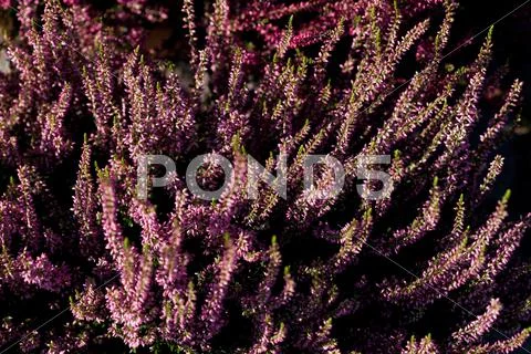 Background of lungwort Stock Photos