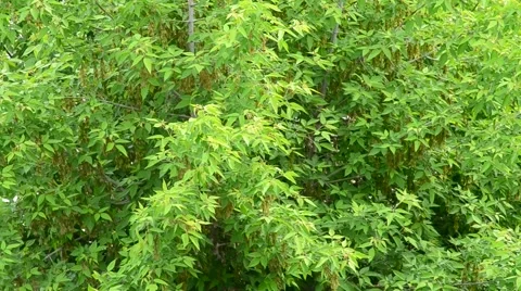 Background of lush green box elder tree foliage blown by wind Stock Footage 50948946