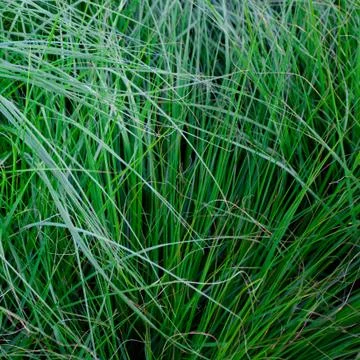 Background of lush green grass Foto stock