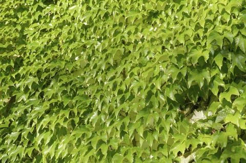 Background of lush green wild grape leaves in natural sunlight. Detailed Stock Photos