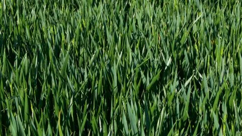 Background of lush young corn field in spring with copy space Stock Photos