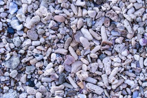 Background of lying small shells and pebbles. Stock Photos
