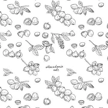 Background of Macadamia black branch and nuts with lettering Stock Illustration