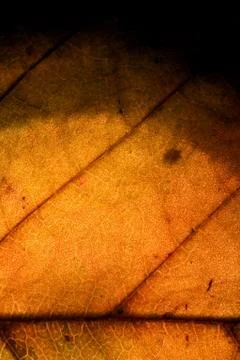 Background  macro abstract of a  yellow Stock Photos