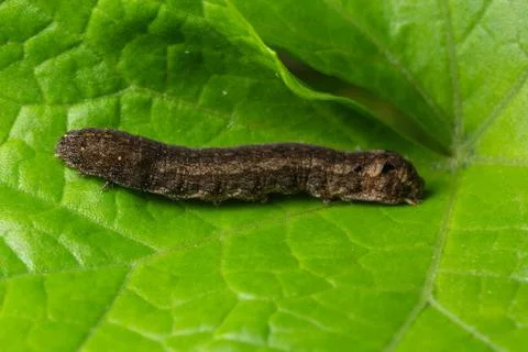 Background Macro caterpillar on a leaf Stock Photos