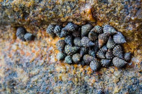 Background of Macro Clam Shells on Phuket, Thailand Stock Photos
