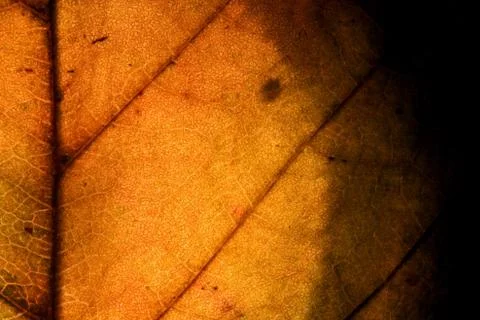 Background  macro close up abstract of a  yellow Stock Photos