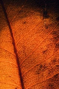 Background  macro close up  red leaf and 库存照片