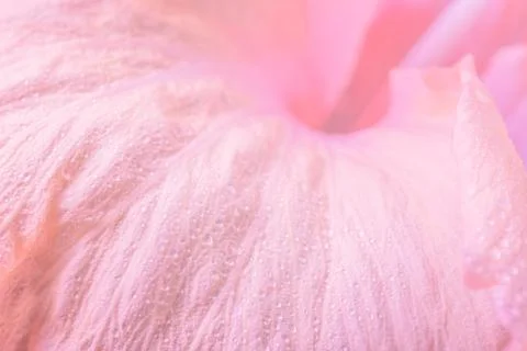 Background macro flower petals Stock Photos