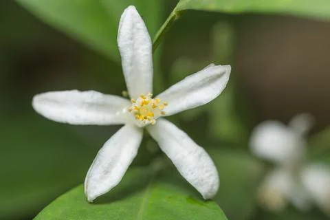 Background macro flower Stock Photos