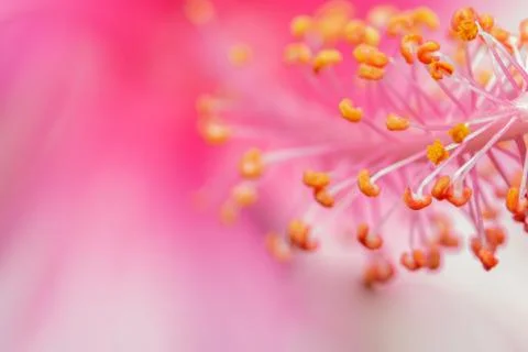 Background macro flower pink Stock Photos