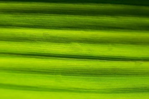 Background macro green leaf Stock Photos