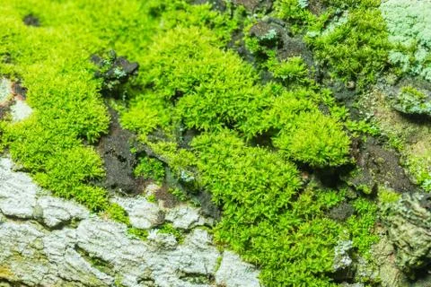 Background Macro Moss Stock Photos