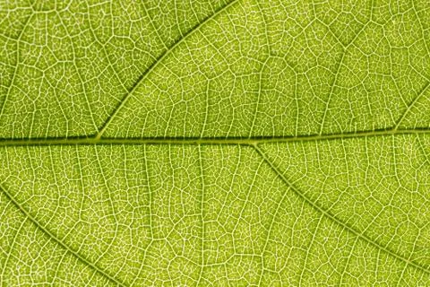 Background macro pattern of green leaves Foto stock
