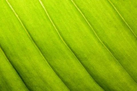 Background macro pattern of green leaves Stock Photos
