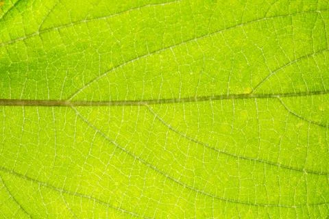Background macro pattern of green leaves Stock Photos