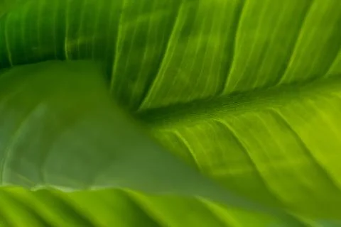 Background macro pattern of green leaves Stock Photos