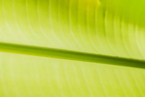 Background macro pattern of green leaves Foto stock