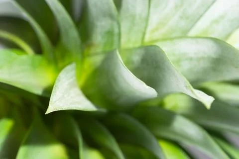 Background macro pattern of green leaves Stock Photos