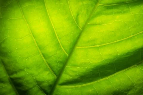 Background macro pattern of green leaves Stock Photos