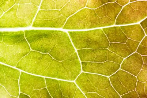 Background macro pattern of green leaves Foto stock
