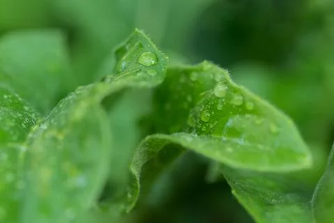 Background macro pattern of green leaves Stock Photos