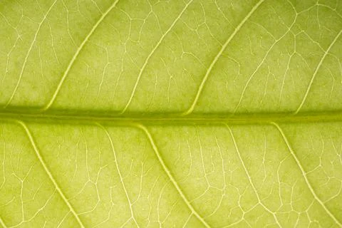 Background macro pattern of green leaves Foto stock