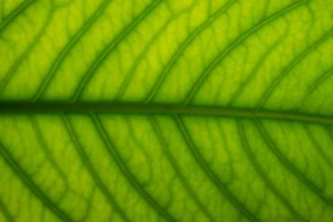 Background macro pattern of green leaves Photos