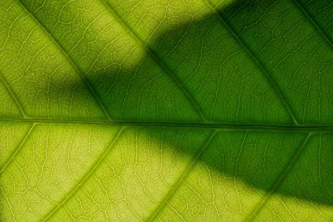 Background macro pattern of green leaves Stock Photos
