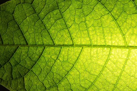 Background macro pattern of green leaves Photos