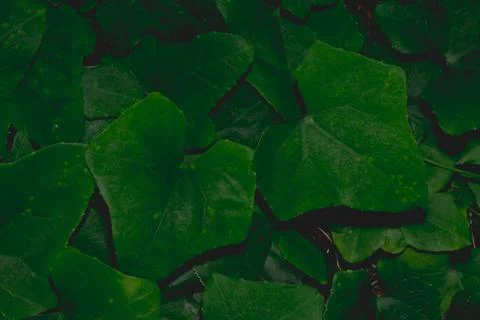 Background macro pattern of green leaves Photos