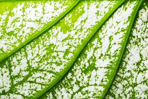 Background macro pattern of green leaves Stock Photos