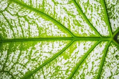 Background macro pattern of green leaves Stock Photos
