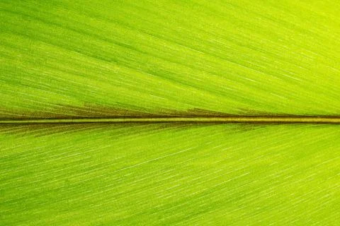 Background macro pattern of green leaves Foto stock