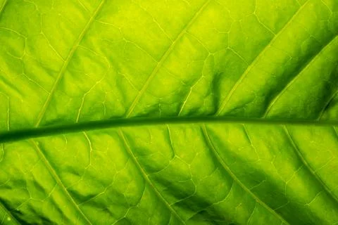 Background macro pattern of green leaves Foto stock