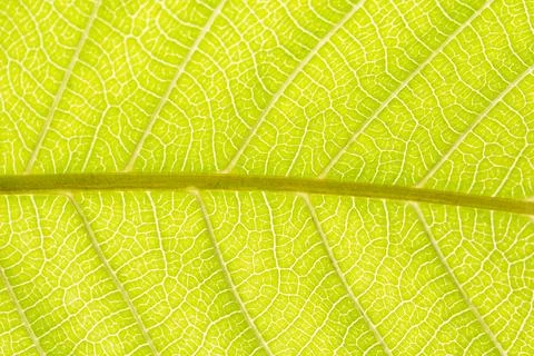 Background macro pattern of green leaves Stock Photos