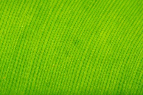 Background macro pattern of green leaves Foto stock