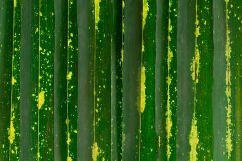 Background macro pattern of green leaves Photos