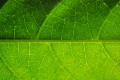 Background macro pattern of green leaves Stock Photos
