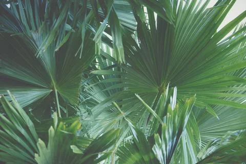 Background macro pattern of green leaves Foto stock