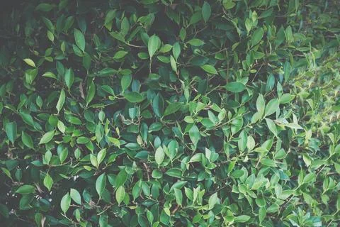 Background macro pattern of green leaves Foto stock