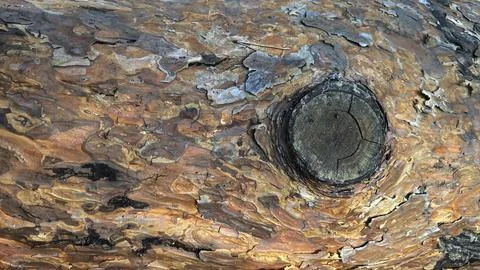 Background with macro pine bark Stock Photos