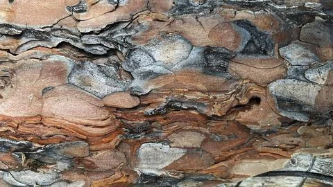 Background with macro pine bark Stock Photos