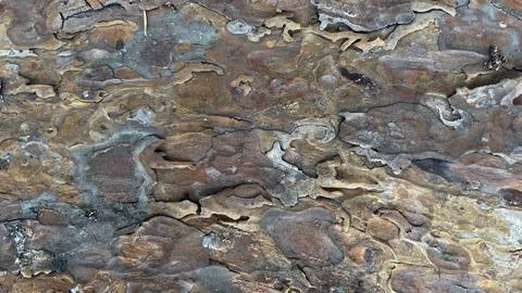 Background with macro pine bark Fotos de archivo