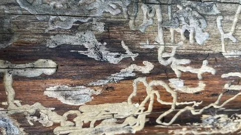 Background with macro pine bark Stock Photos