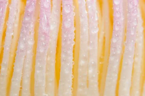 Background macro pollen Stock Photos