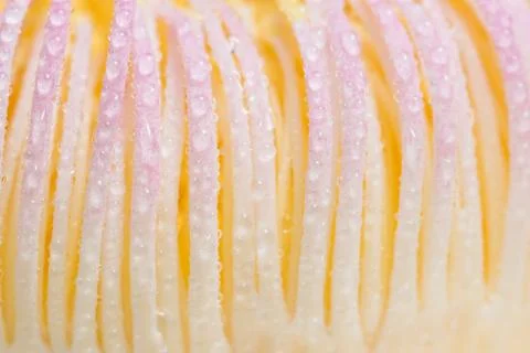 Background macro pollen Stock Photos